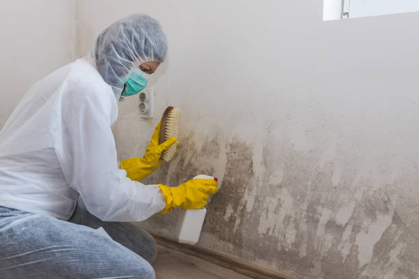 Crawl Space Mold Removal in Kremmling, CO
