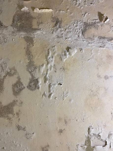 Home Mold Removal in Kremmling, CO