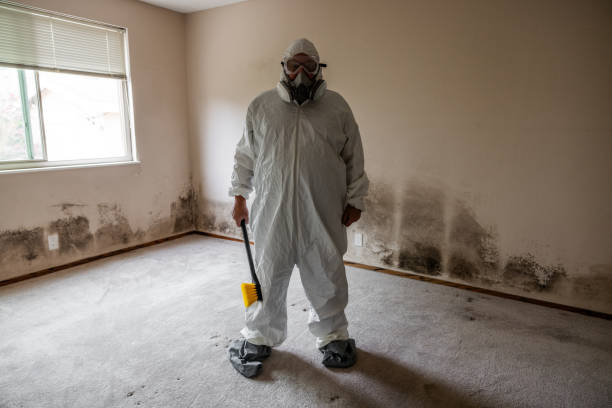 Best Toxic Mold Removal  in Kremmling, CO