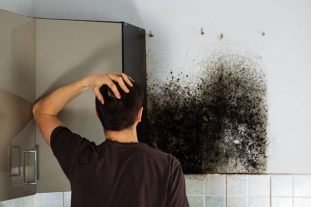 Best Mold Removal and Inspection  in Kremmling, CO