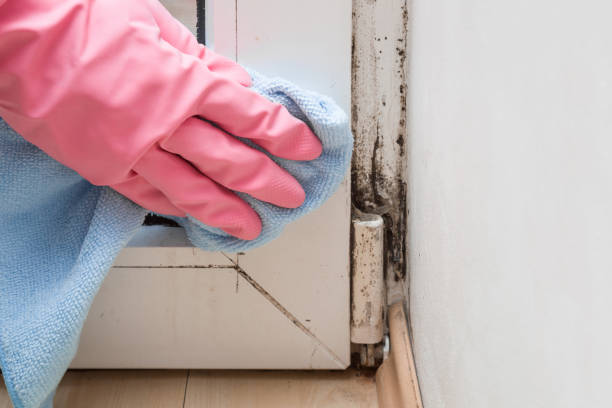 Best Certified Mold Removal  in Kremmling, CO