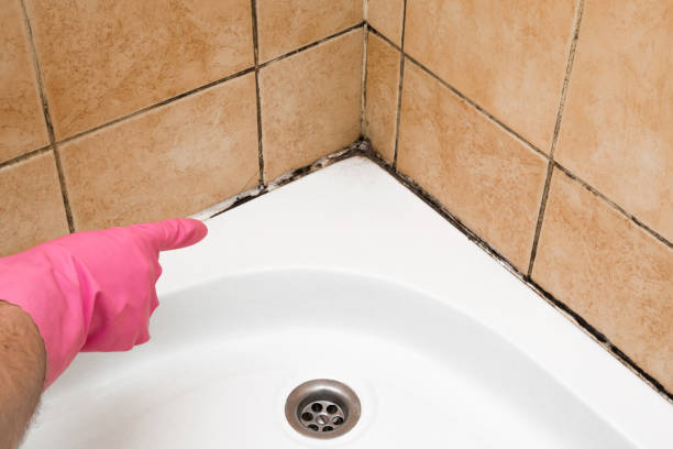 Best Professional Mold Removal  in Kremmling, CO
