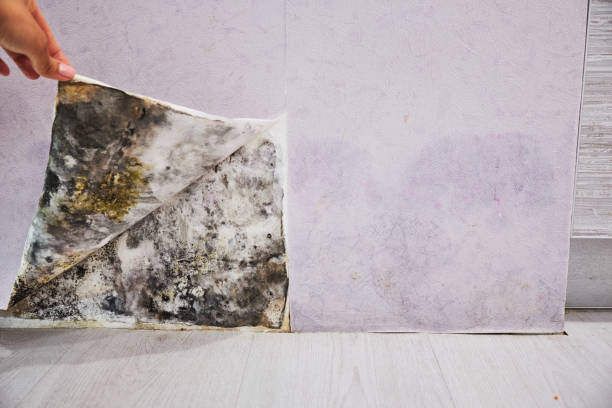 Best Local Mold Removal Service  in Kremmling, CO